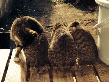 Rear view of three cats sitting on porch