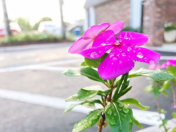 Close-up of pink flower blooming outdoors