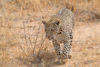 View of a cat on land