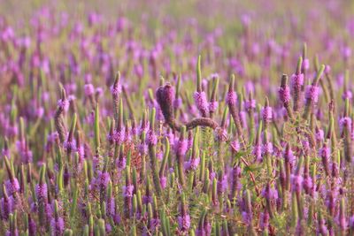 Close-up of purple flowers growing in field