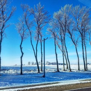 Trees on beach against clear blue sky