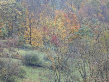 Trees in forest during autumn