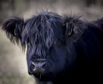 Close-up of an animal