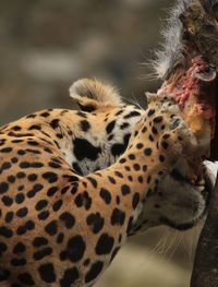 Close-up of jaguar eating prey