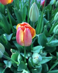 Close-up of red tulip