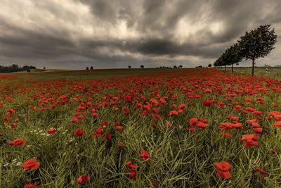 Red poppies on field against sky