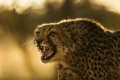 Close-up of a cat