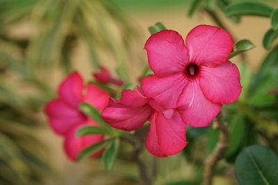 Close-up of pink flowering plant in park