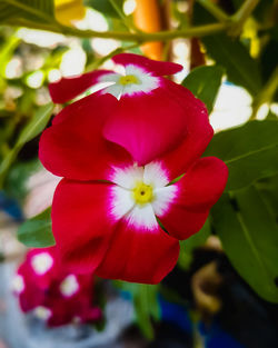 Close-up of red flowering plant