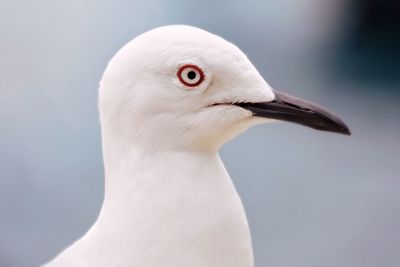 Close-up side view of seagull