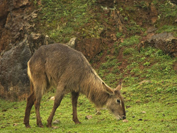 Deer standing in a field