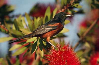 Close-up of bird perching on flower