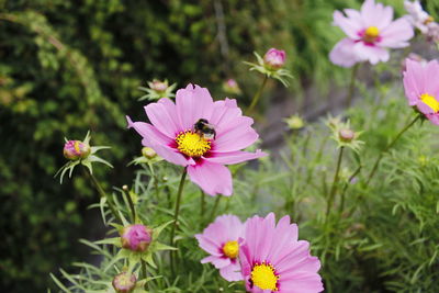 Close-up of bee pollinating on pink cosmos flower