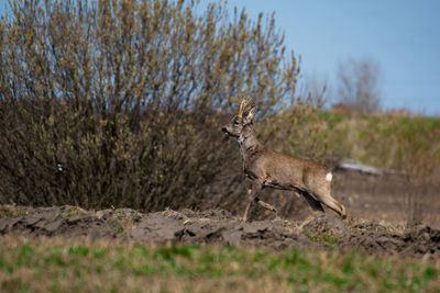 Side view of deer standing on field