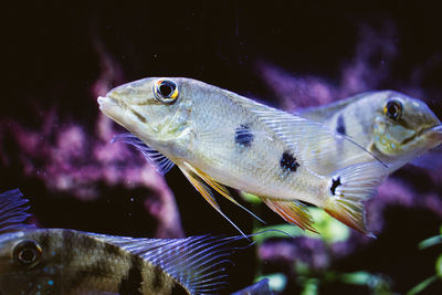 Close-up of fish swimming in aquarium