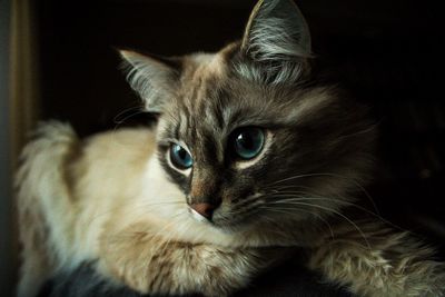 Close-up portrait of cat at home