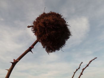 Low angle view of dried plant against sky