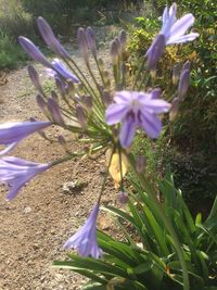 Close-up of purple crocus flowers on field