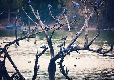 Bare trees in water