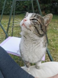 Close-up of a cat looking up