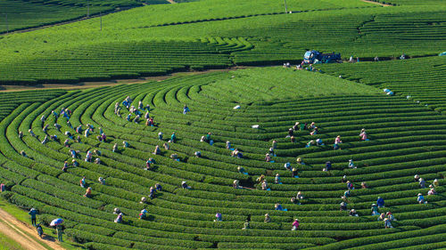 Tea harvest