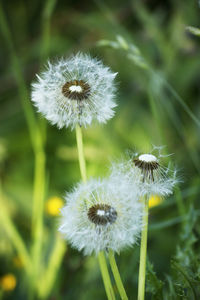 Close-up of dandelion flower on field