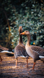 Close-up of two birds on land