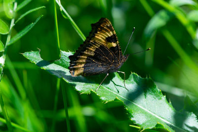 Butterfly on leaf