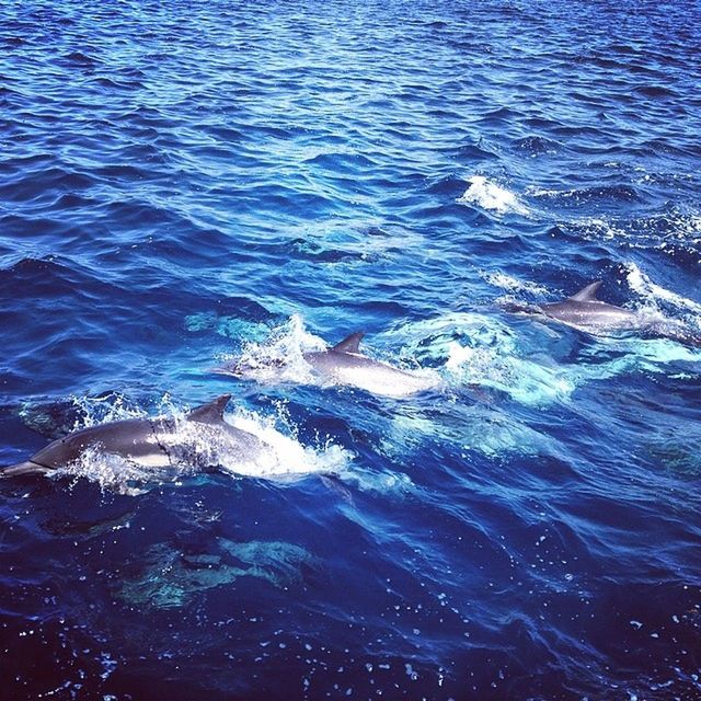 water, rippled, sea, waterfront, swimming, animal themes, high angle view, animals in the wild, nature, sea life, wildlife, one animal, blue, motion, fish, beauty in nature, wave, underwater, no people, outdoors