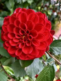 Close-up of red dahlia