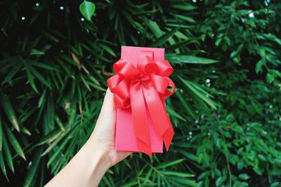 Close-up of hand holding red rose