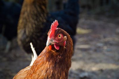 Close-up of rooster