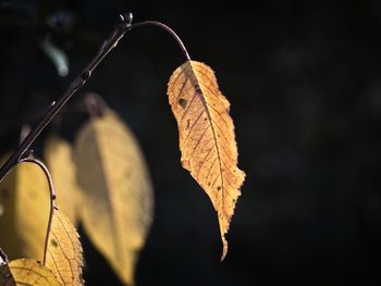 Close-up of dry maple leaf during autumn