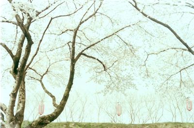 Bare trees against sky