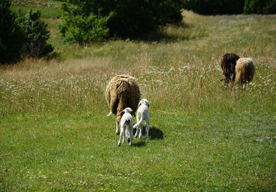 Sheep grazing on field