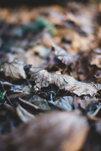 Close-up of dried leaves on land