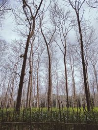 Bare trees in forest