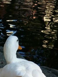 Close-up of swan swimming in lake