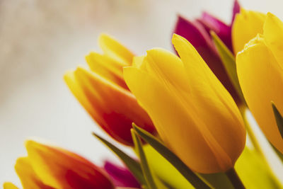 Close-up of yellow tulip