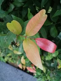 Close-up of fresh green leaves