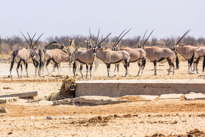 Oryx and lion on field