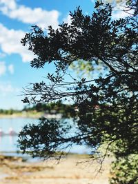 Low angle view of trees against sky