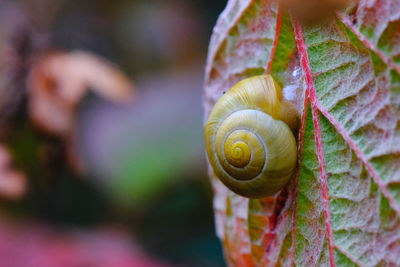 Close-up of snail on leaf