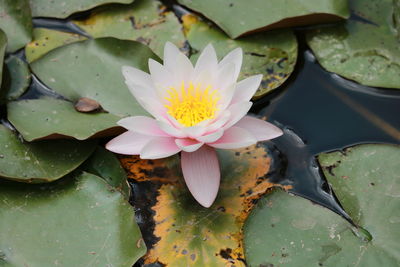 Close-up of lotus water lily in lake