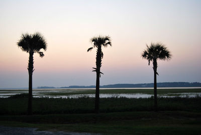 Palm trees on field against sky during sunset