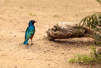 Bird perching on a wall