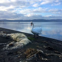 View of seagull on beach