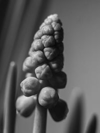 Close-up of berries on plant
