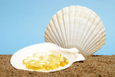 Close-up of seashell on shell