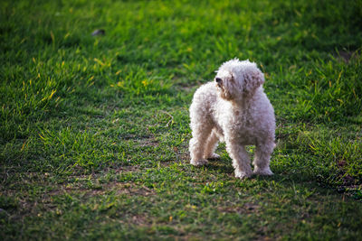 Portrait of a dog on field